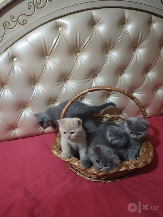 Котята Скотиш фолд и страйт