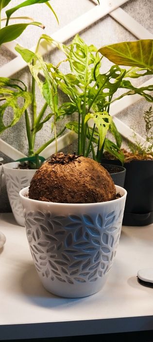 Стефания каудексное растение