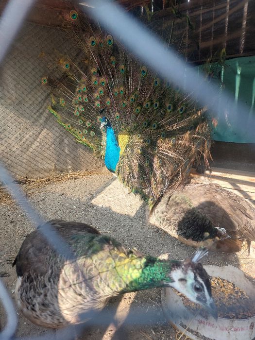 Vând pauni maturi și pui