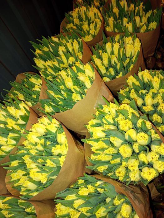 Тюльпаны оптом и в розницу