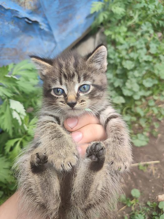 Отдам котят 2 мальчика, 2 девочки