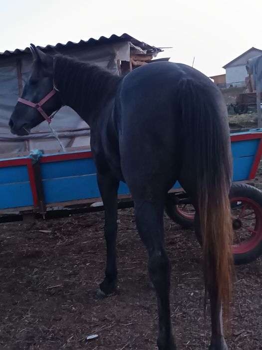 Vând mânză de 3 ani