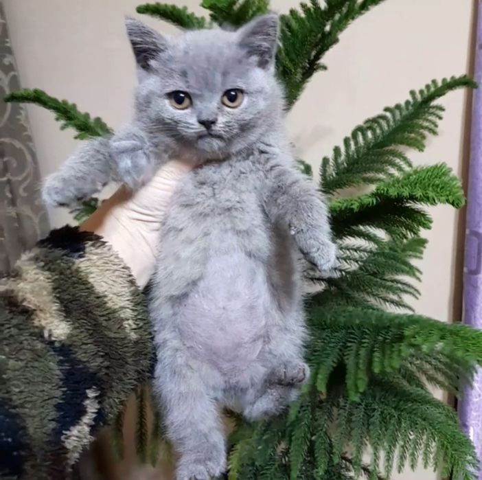 Британский Скотиш страйт 
Здоровый, активный 
Аппетит