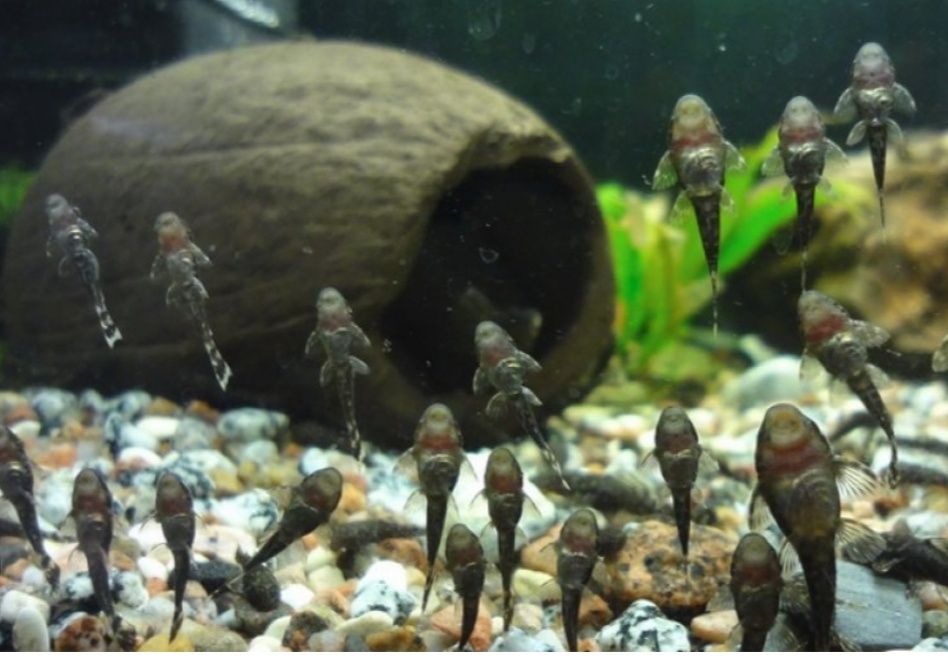 Сомики анциструсы