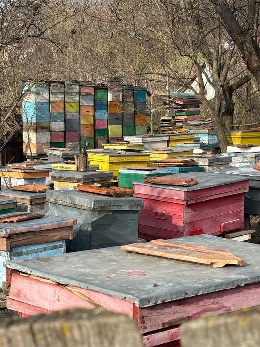 Familii de albine de vânzare – stupi cu albine, colonii puternice