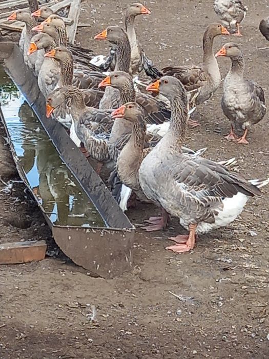 Яйца гусиные, пешите вотцап.