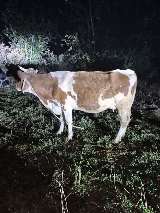 Sigir sotiladi smental