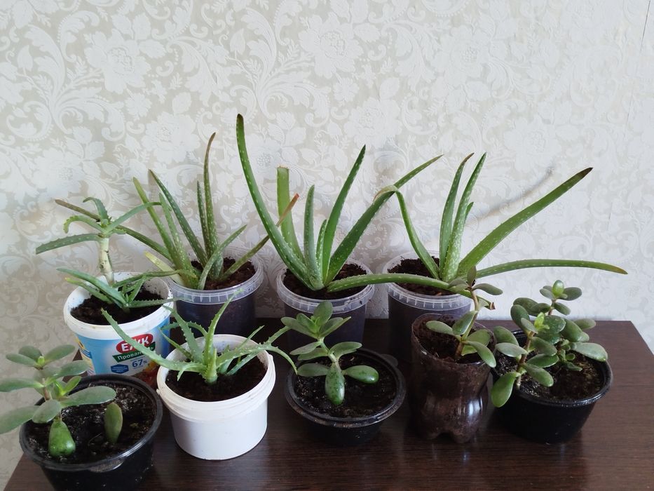 Продам алое, и денежное дерево