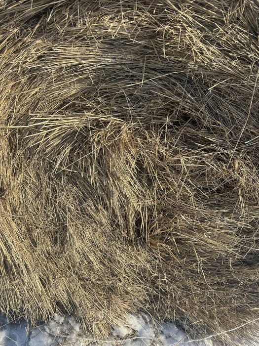 Продам сено рулоны