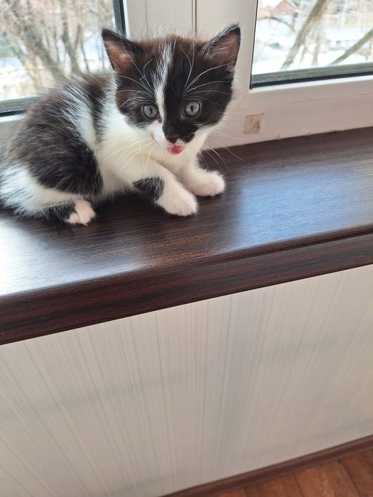 Отдам кошечку в добрые руки.