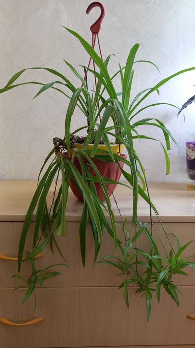 Хлорофитум продам цветок