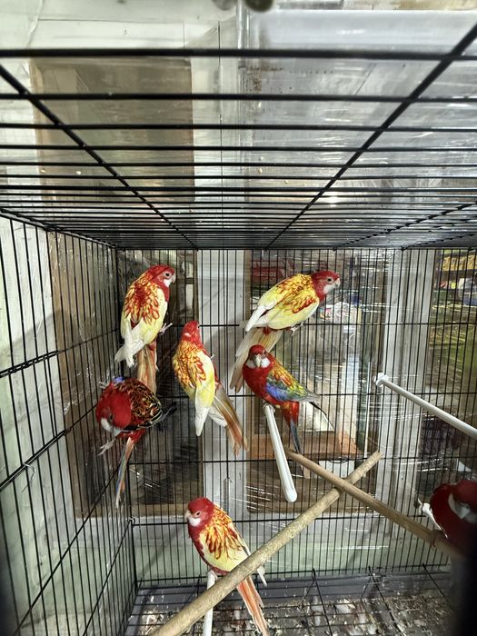 Продам Попугай Разелла гранатаый