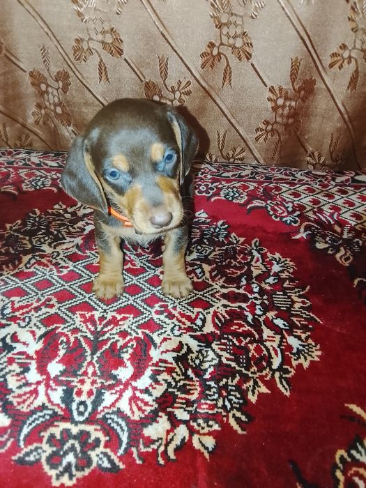 Продам щенков таксы