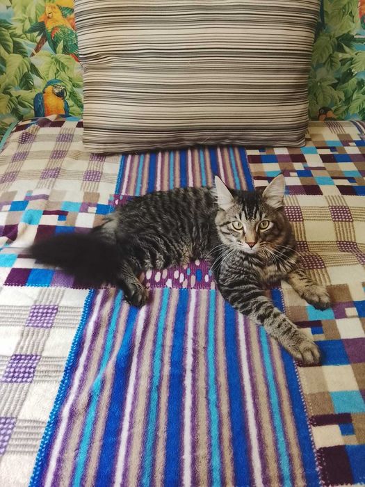 Котик Сириус 6 месяцев