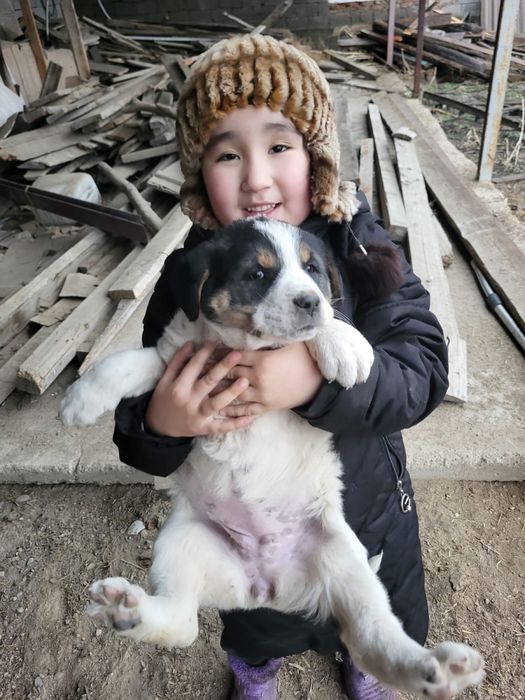 Продам Тобет щеноков девочки