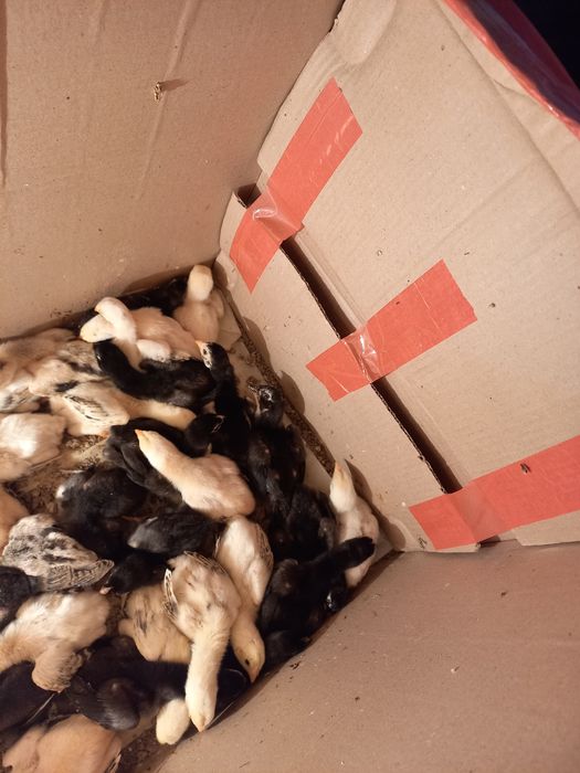 Инкубатор сотилади 36 товук тухум завот автомат 220-12 v