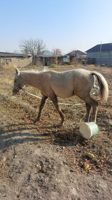 Продам жеребенок