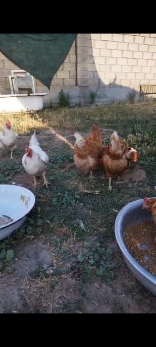 Продается Ломан браун