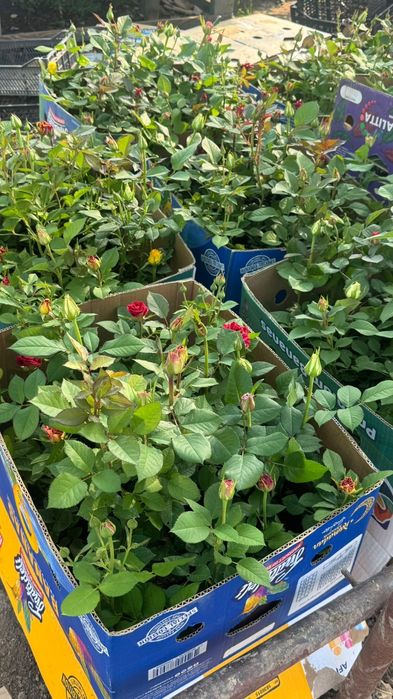 Розы разных сортов