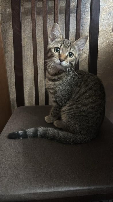 Отдам котёнка !!!