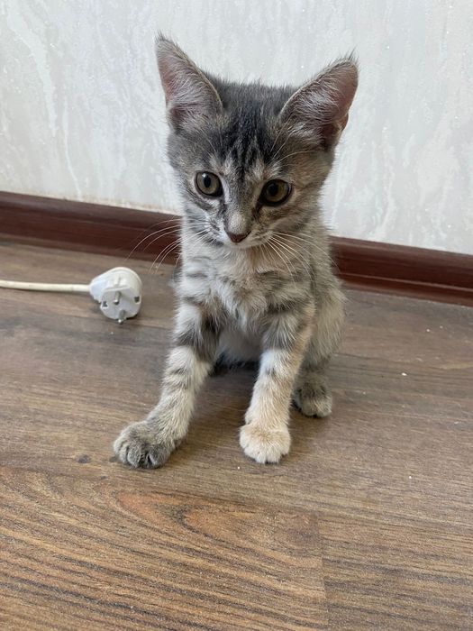 Кошка.     Отдам хороший руки