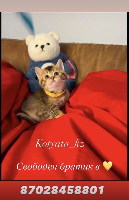 Плюшевые медвежата с полным пакетом документов