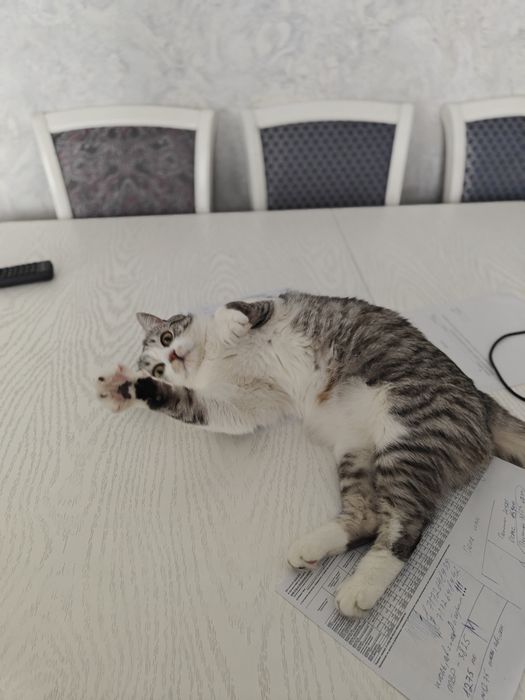 Отдам даром британского кота