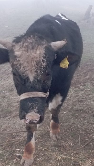 Бука 1.6жасар сатылады