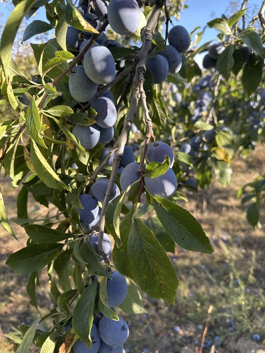 Vand prune pentru tuica/palinca