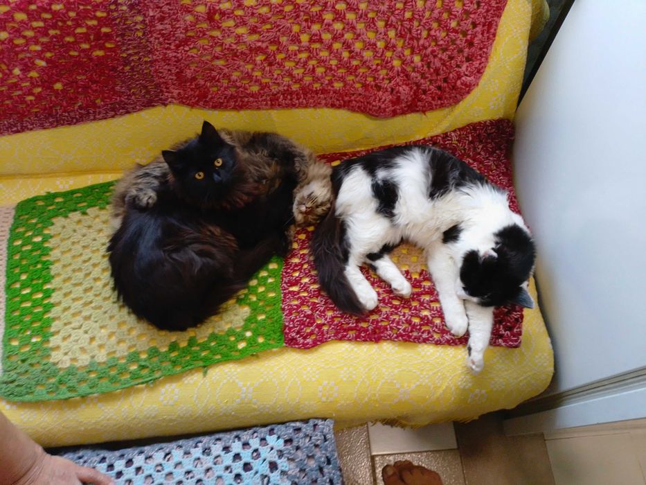 Подарявам котенца , две мъжки и едно женско.