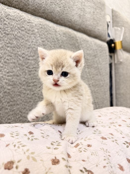 Британские котятки