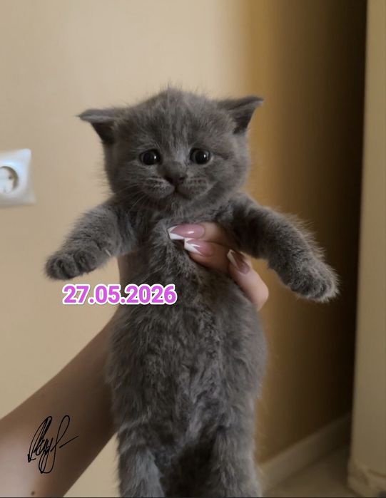 Чистокровные Британские котята