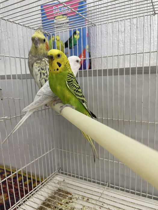 Продаю попугаев корелла