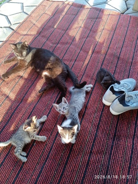 Отдам котят в добрые руки