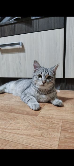 Котёнок ищет дом.