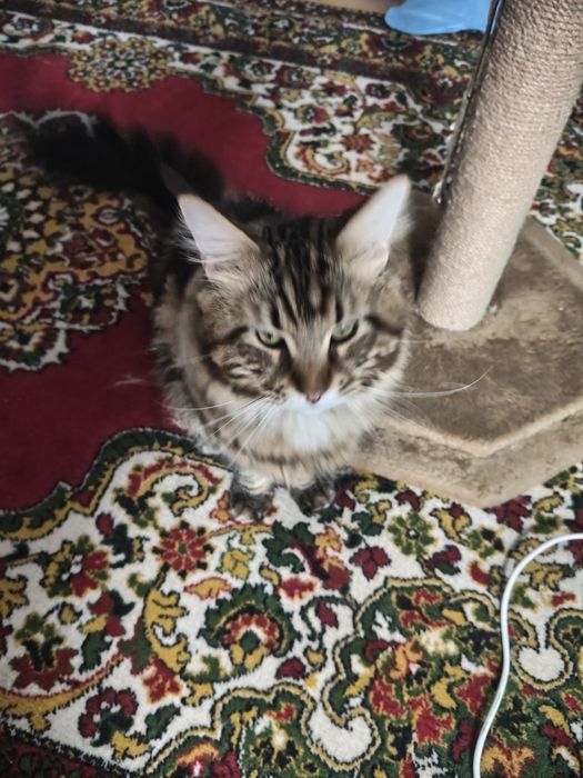 Мен Кун котёнк продам.