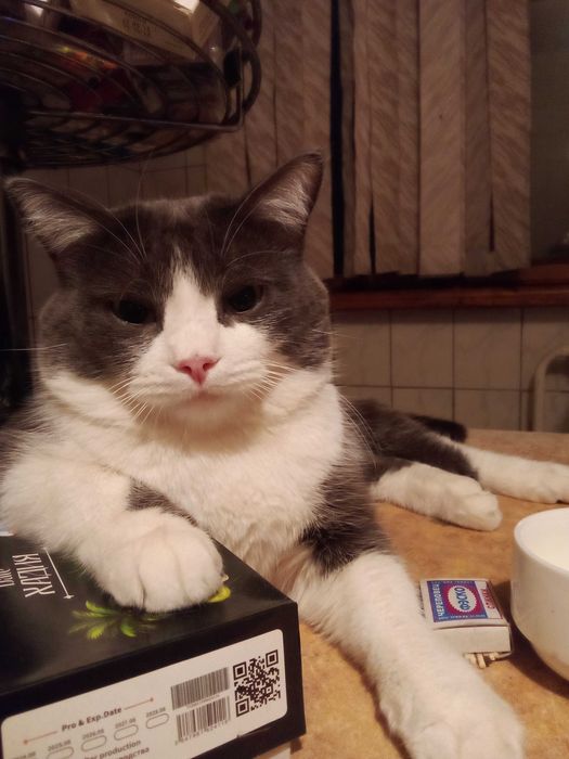 Отдадим кошек котов в добрые руки