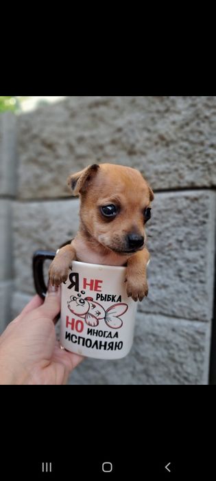 Продам щенков той терьера