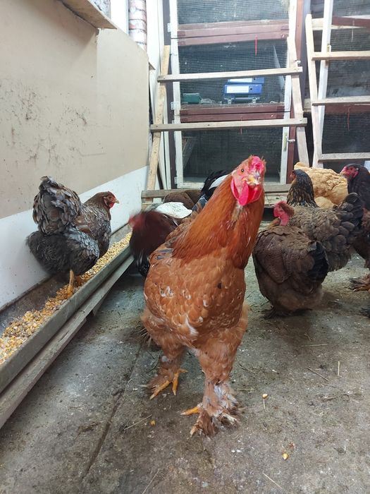 Cocoși pentru doritori