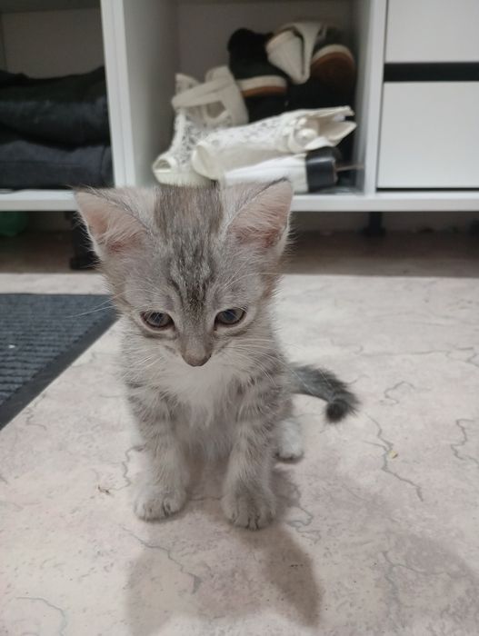Отдам котят в хорошие добрые руки!!!
