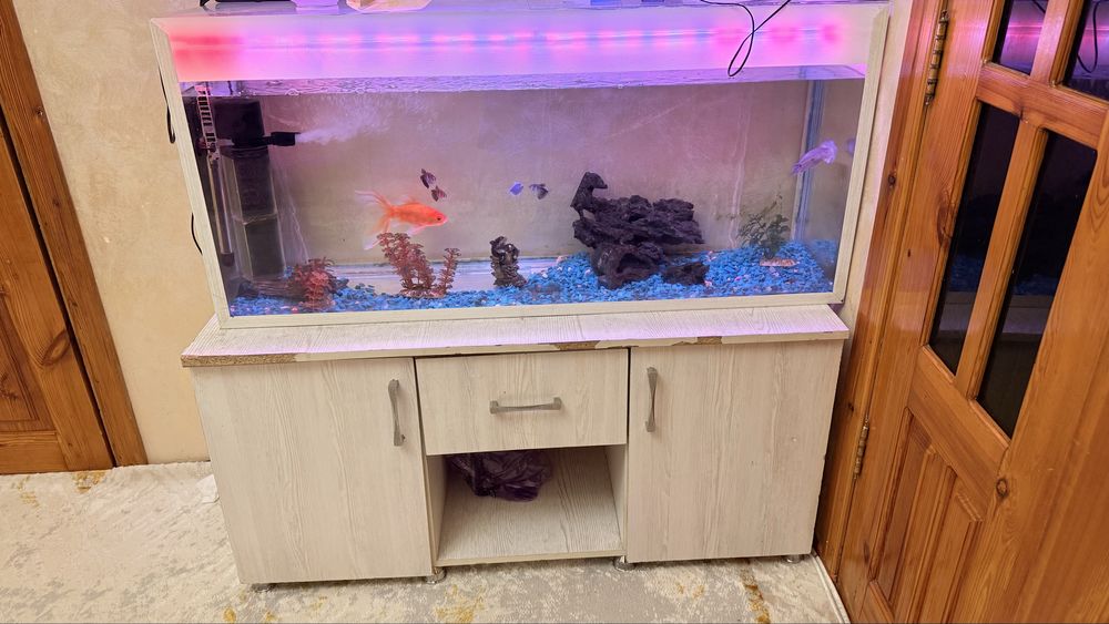 Срочно сатылады аквариум балыгымен