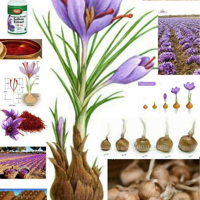 Заъфарон - шафран ўсимлиги тугунак пиёзлари сотилади zafaron shafran