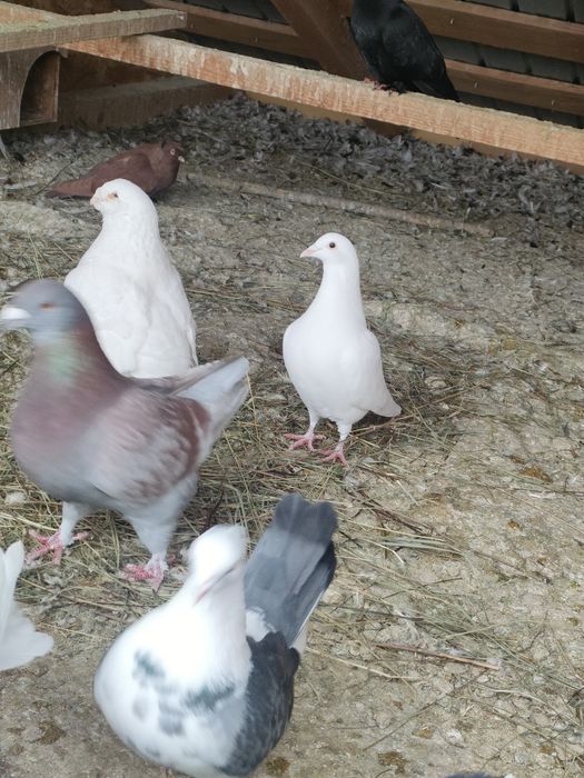 Standard si jucători, mătase japoneză