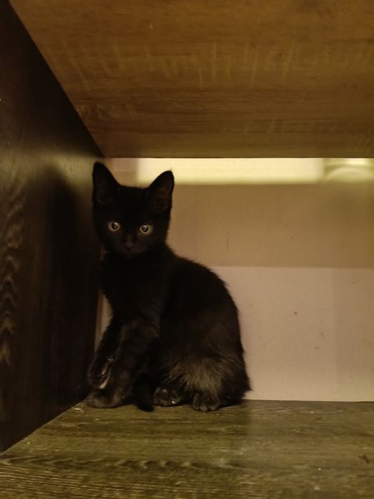 Котёнок девочка 2,5 месяца