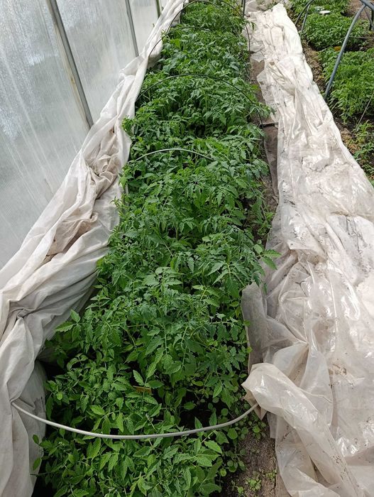 Продам рассаду томатов