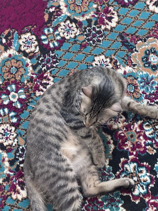 Отдам кота в добрые руки