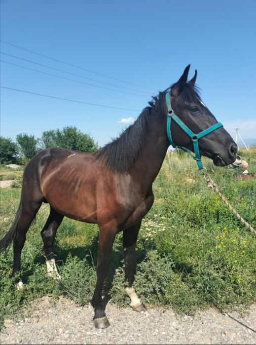 Лошадь Айгыр 3 года будет