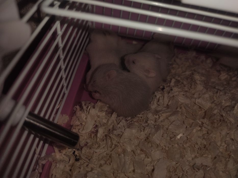 Сирийские хомяки