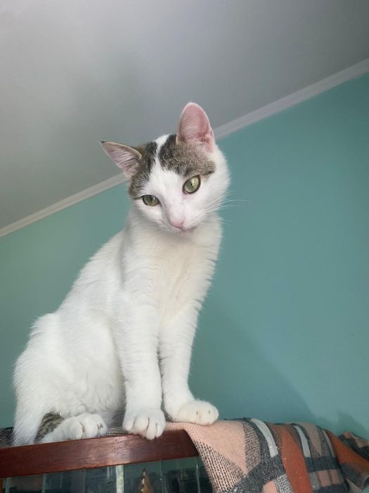 Motan bland de adoptat