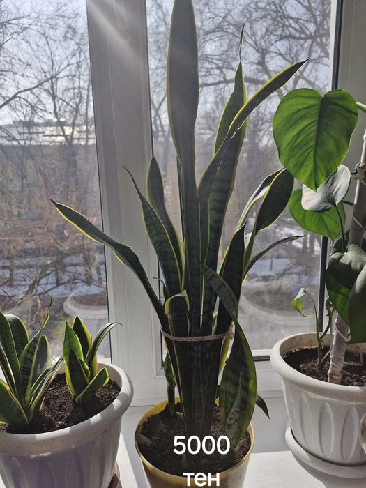 Комнатные цветы.